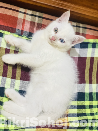 High Quality Mixed breed (Odd eyes)